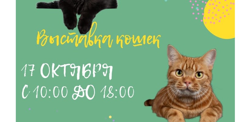 Выставка кошек в главном музее Хакасии