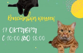 Выставка кошек в главном музее Хакасии