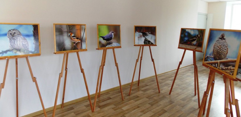 В главном музее Хакасии открывается фотовыставка к Международному дню птиц