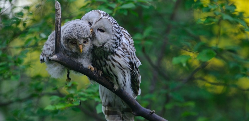 В Хакасском национальном краеведческом музее покажут фотовыставку «Материнство в дикой природе»